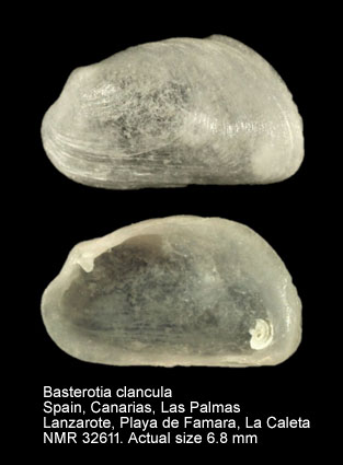 Basterotia clancula (3).jpg - Basterotia clanculaCosel,1995